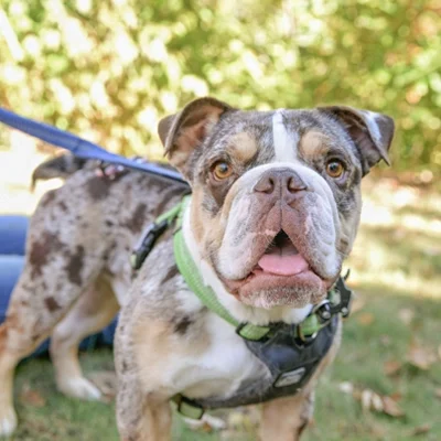 Chiropractic St Paul MN Tango