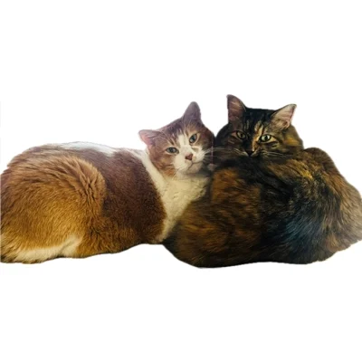 2 cats laying next to each other.