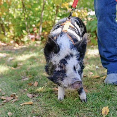 Wilbur, a small pig.